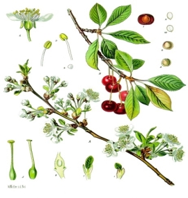 https://upload.wikimedia.org/wikipedia/commons/2/2a/Prunus_cerasus_-_K%C3%B6hler%E2%80%93s_Medizinal-Pflanzen-113.jpg